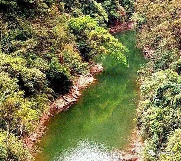 丛林森林逃生